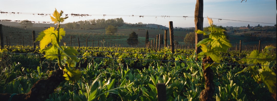Brunello di Montalcino 2020 - The Regis